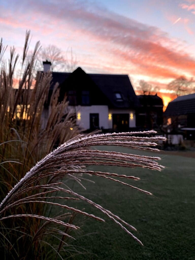 Detailfoto van siergras met rijp van de vorst en opgaande zon op de achtergrond in landelijke tuin.