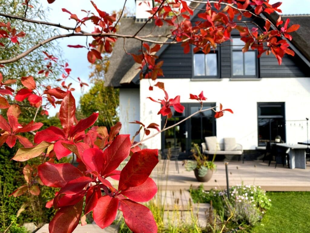 Foto van de rood verkleurende Nyssa Sylvatica / Zwarte Tupelo boom in de herfst met landelijke villa op de achtergrond.