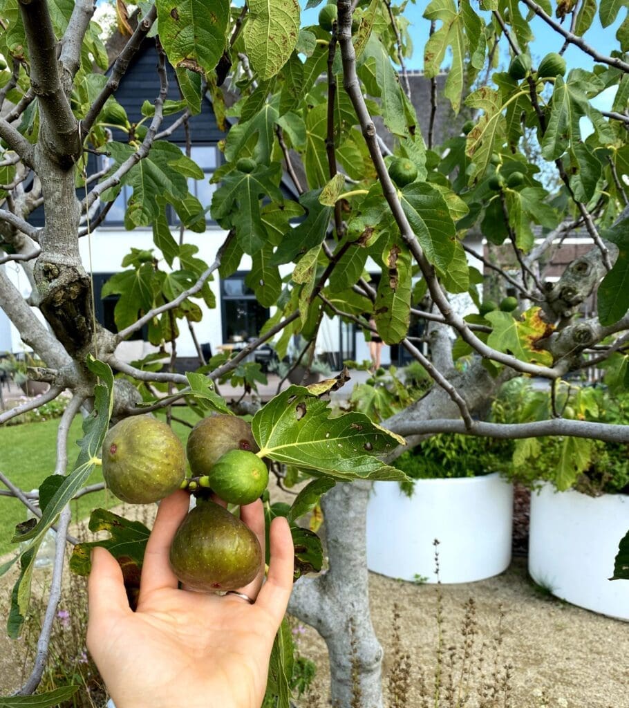 Detailfoto van vijgen aan vijgenboom in landelijke tuin.