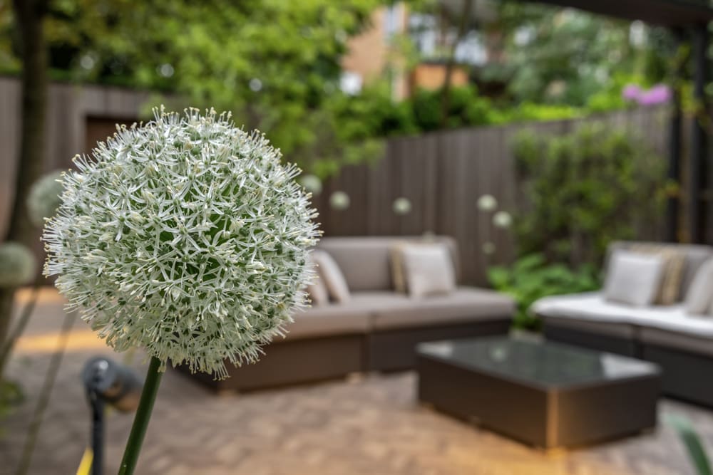 06 sfeershot de bol van een Allium met op de achtergrond de loungeset