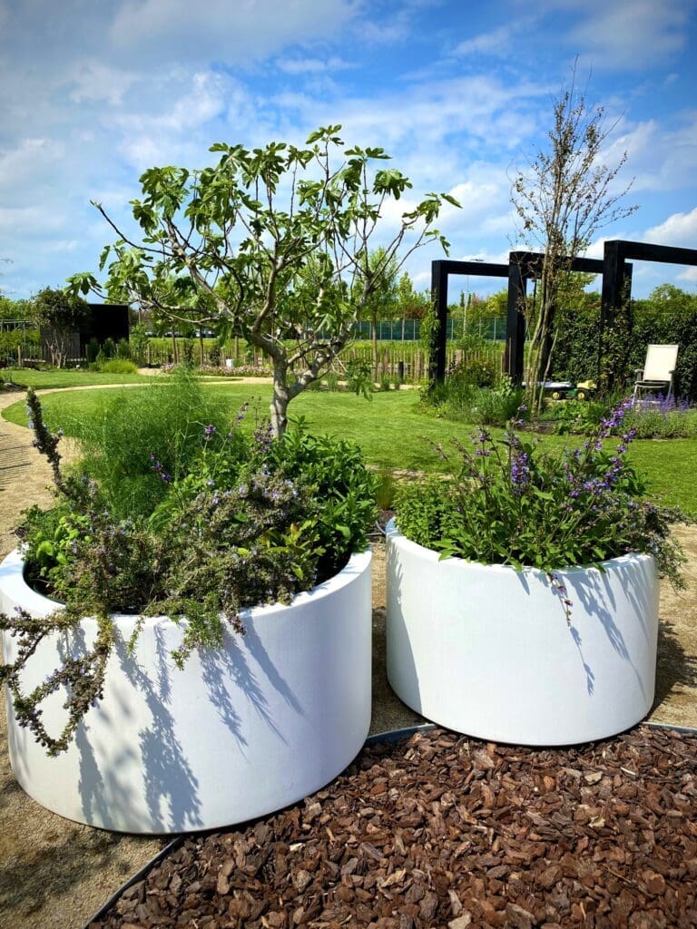 Twee witte ronde bloeiende kruidenbakken met vijgenboom in landelijke tuin.
