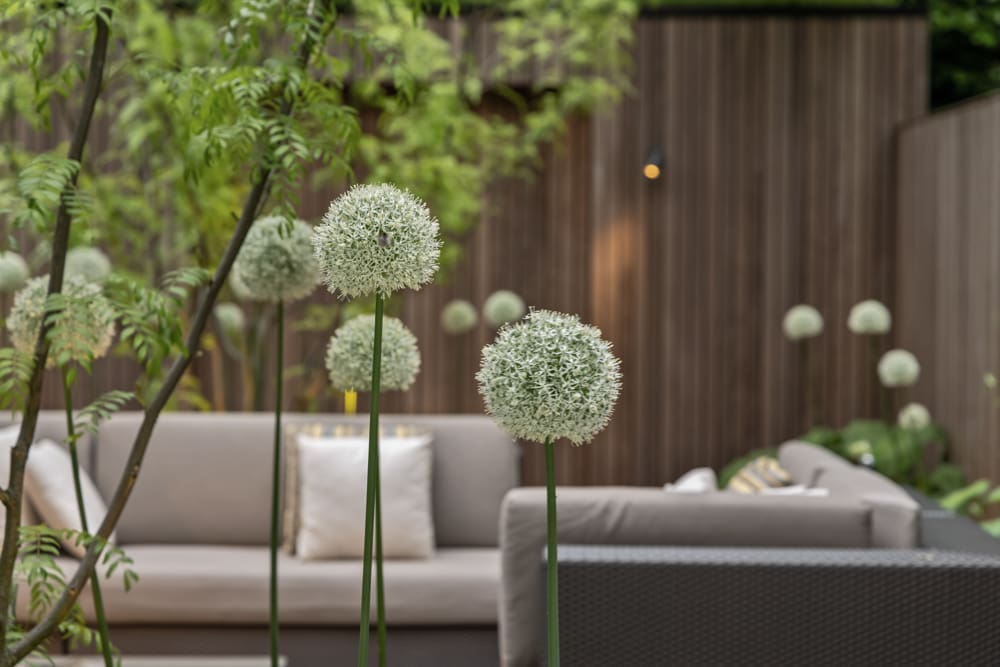 08 allium bollen sfeervol shot met allium bollen en de loungeset er achter