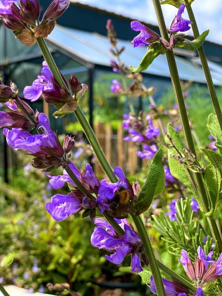 Detailfoto van Bloeiende Salvia in moestuin.