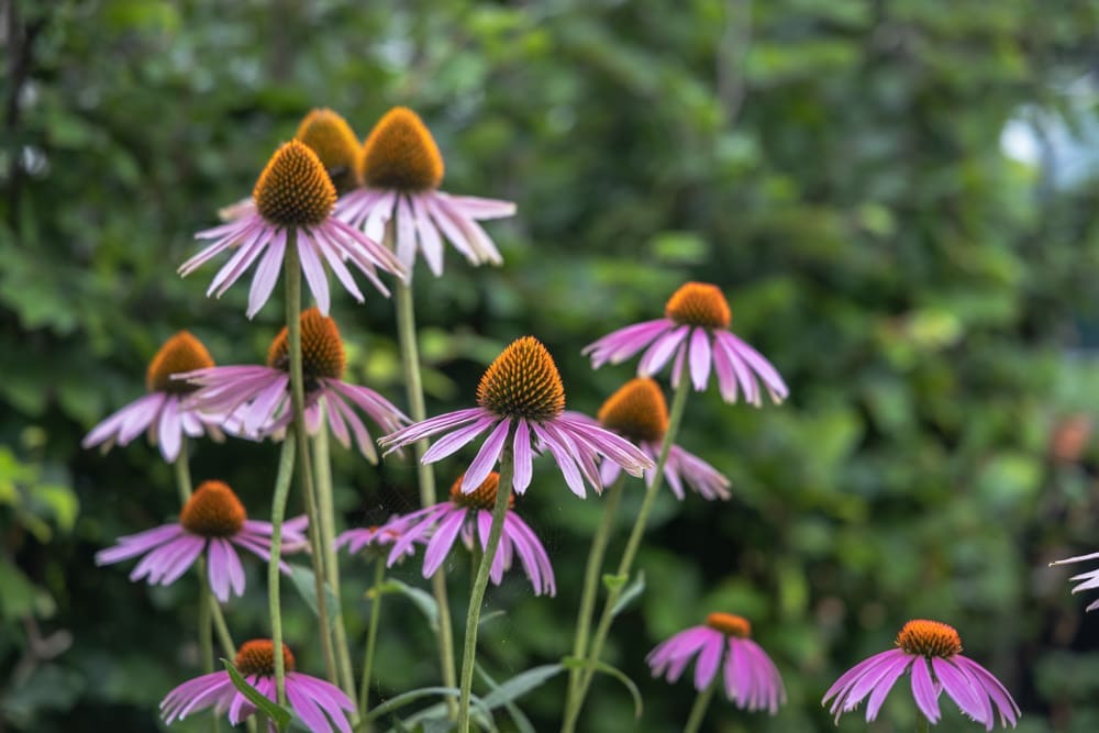 foto van de rode zonnehoed