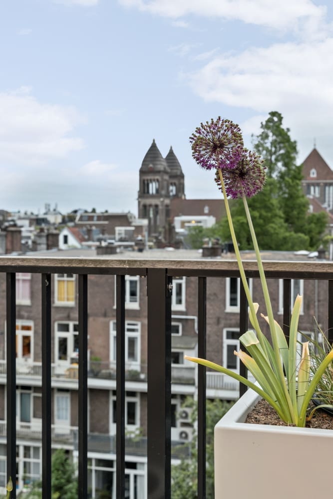 16 allium bollen Allium bollen op het dakterras met uitzicht over Amsterdam