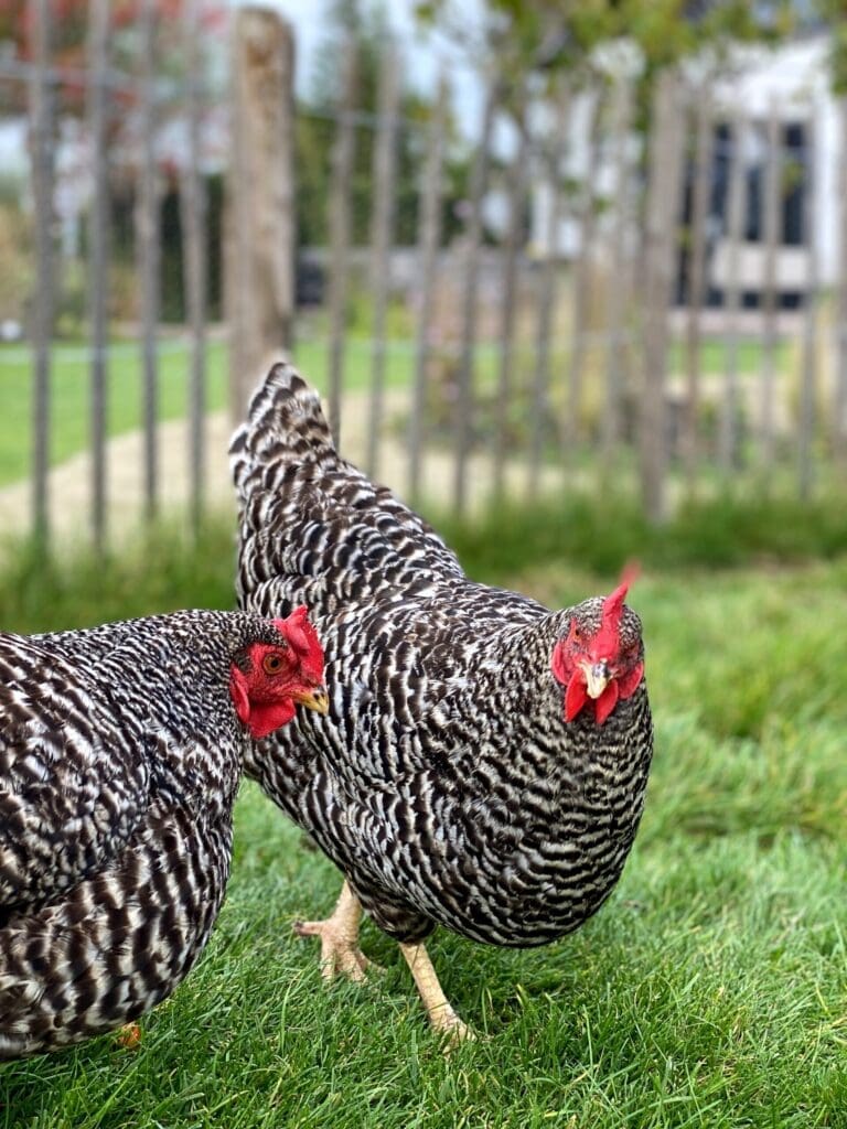 Twee scharrelende Amrock kippen in dierenweide met schapenhek.