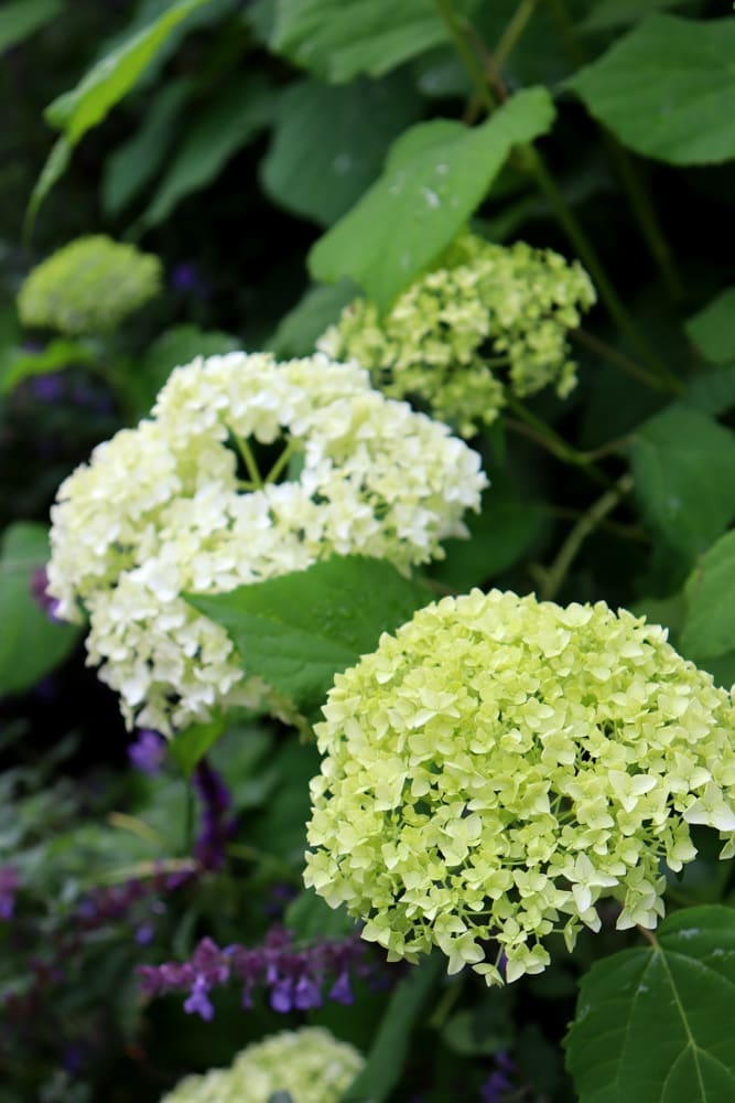 Hortensia Annabelle in bloei