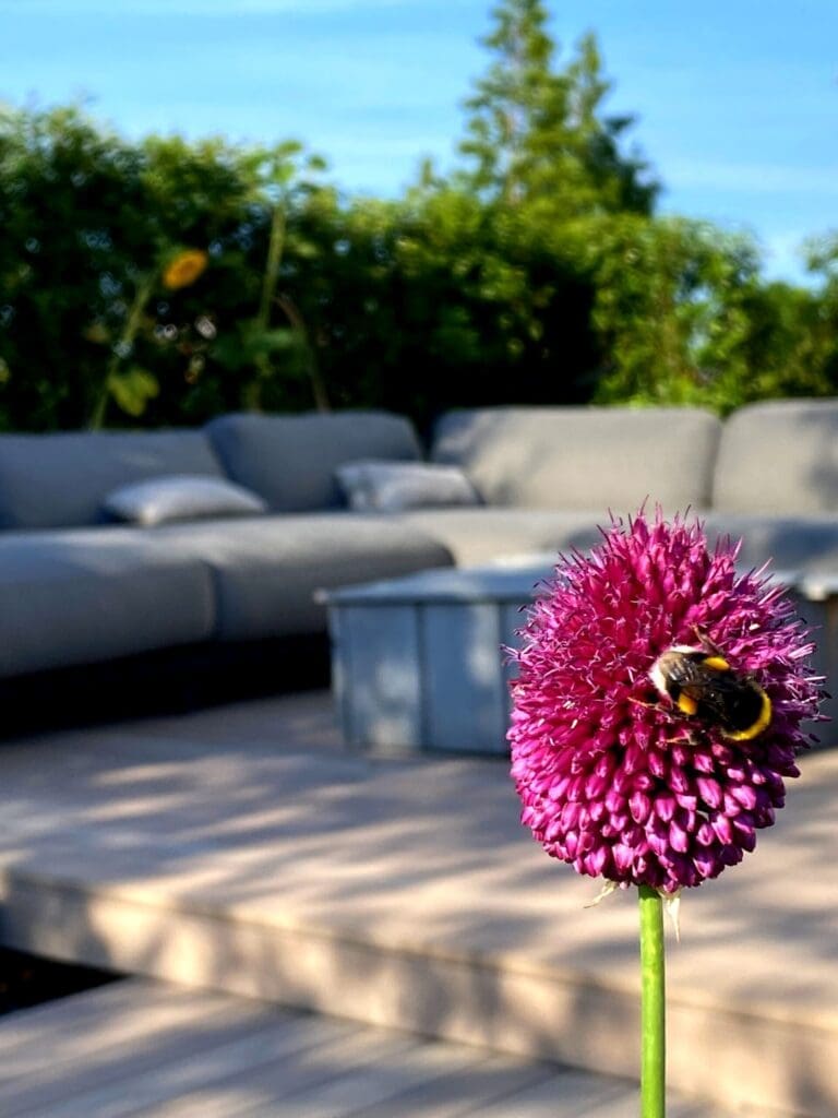Detailfoto van een bij op een Alliumbol met op de achtergrond een loungeterras