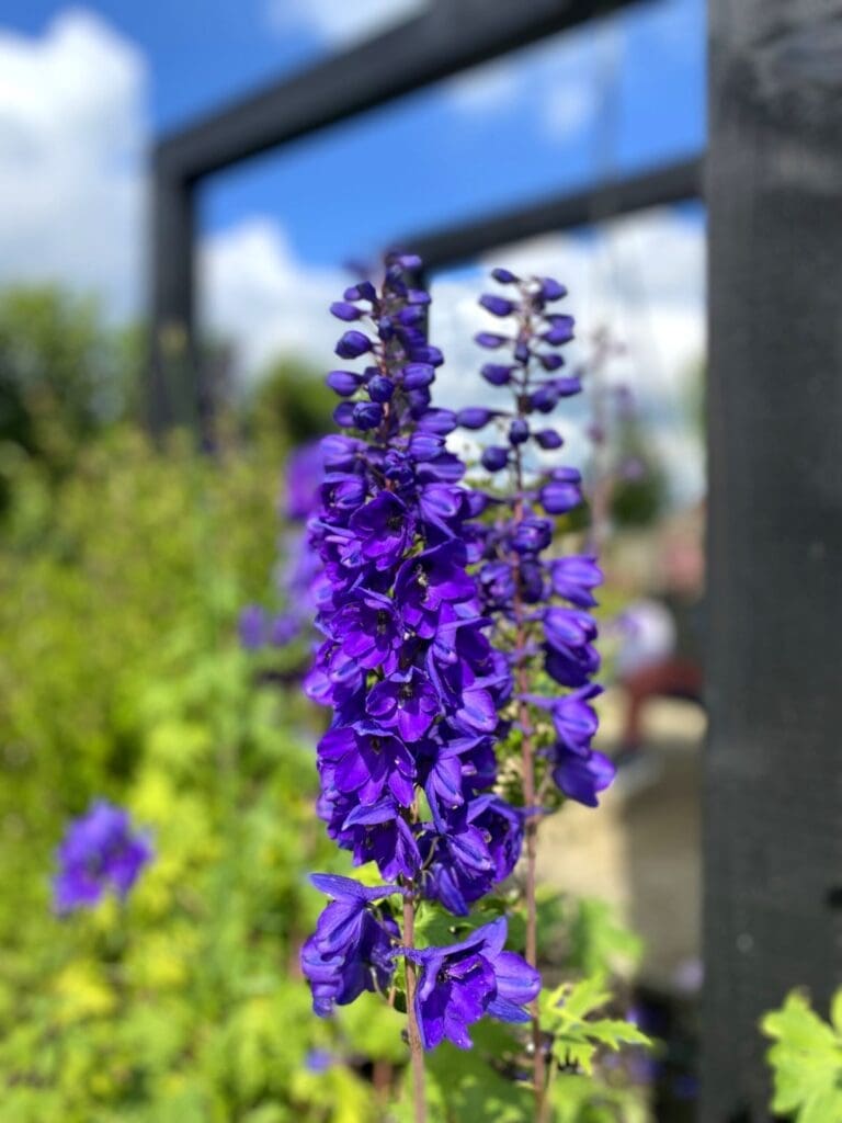 Paars bloeiende Delphinium bloem