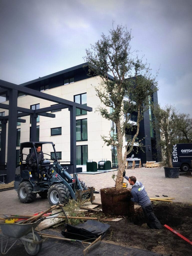 Proces 3 bomen plaatsen het plaatsen van grote bomen met behulp van de shovel