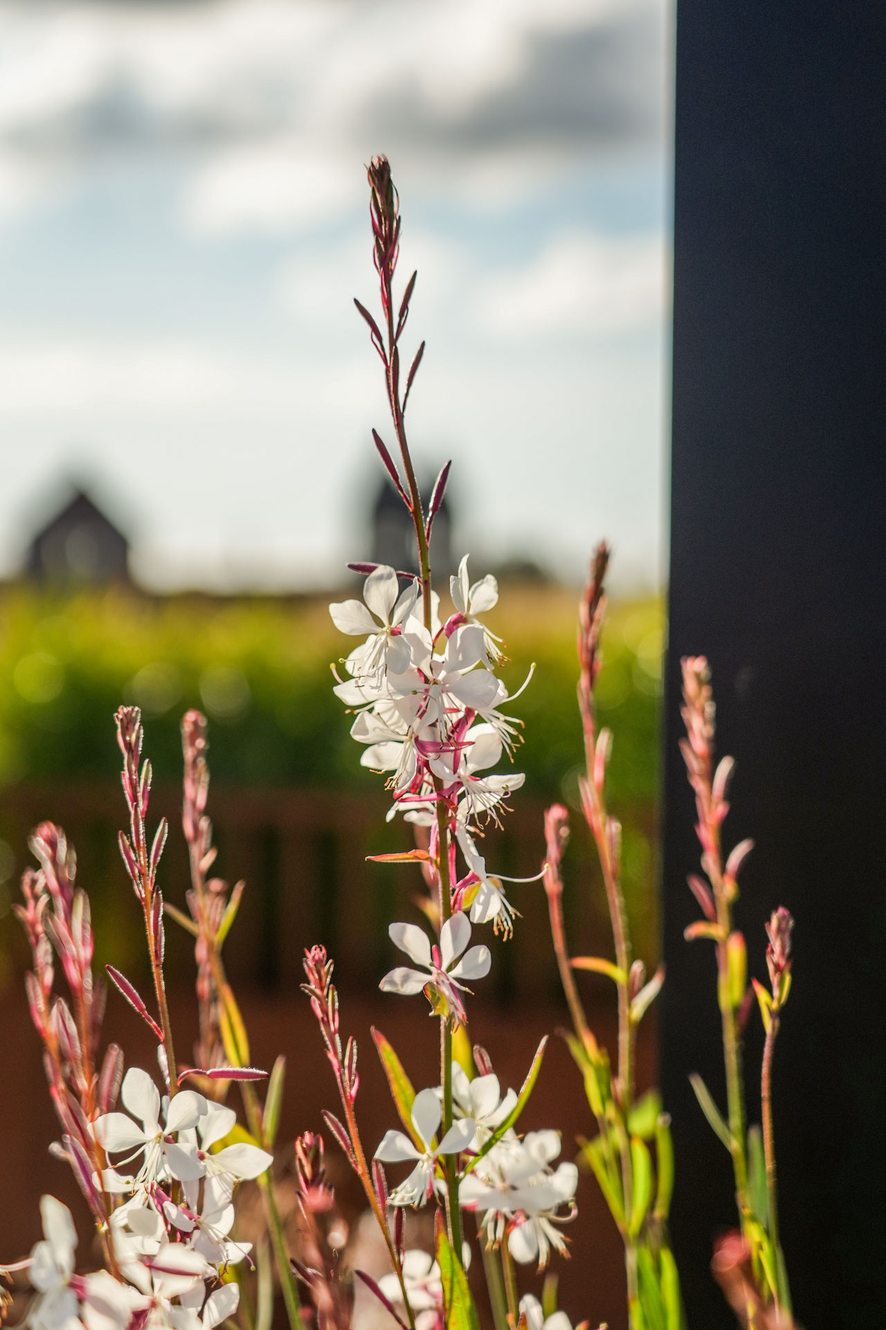 Sfeershot van de Gaura bloem.