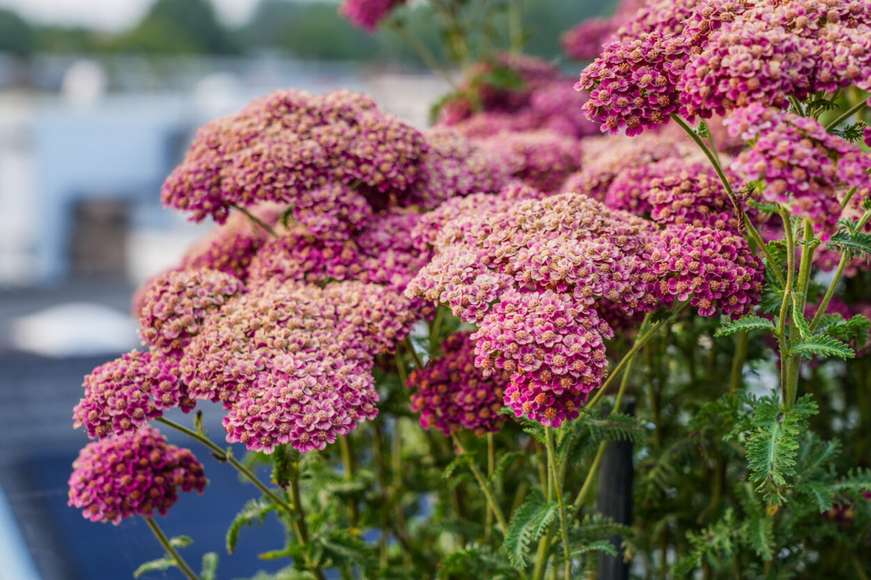paarse duizendblad mooi in bloei.