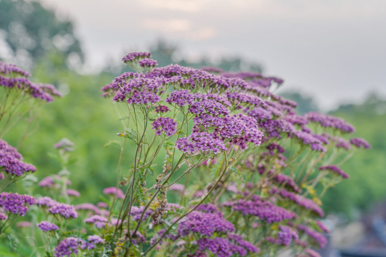 De bakken staan mooi in bloem.