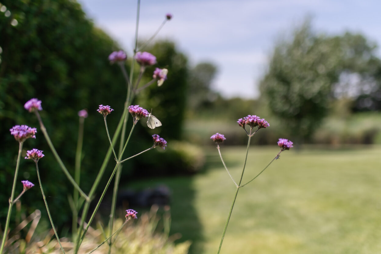 16 vlinder in de tuin