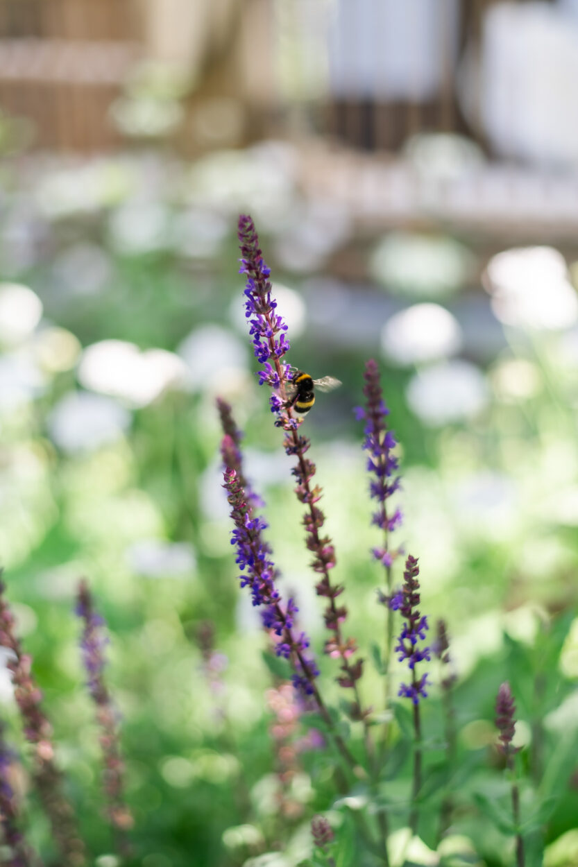 18 bijenmagneet salvia